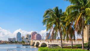 Florida palm trees